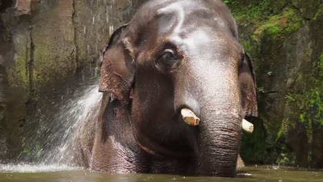 a close-up view of a sumatran elephant taking a shower under cascades on rocky mountain