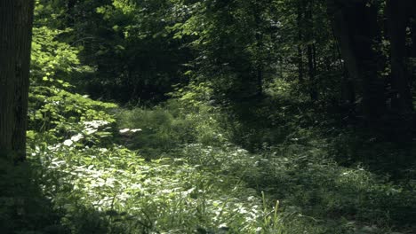 nature of summer calm forest in static video