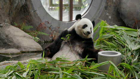 panda comiendo bambú