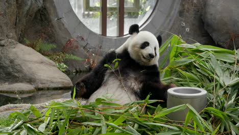 el panda comiendo bambú.