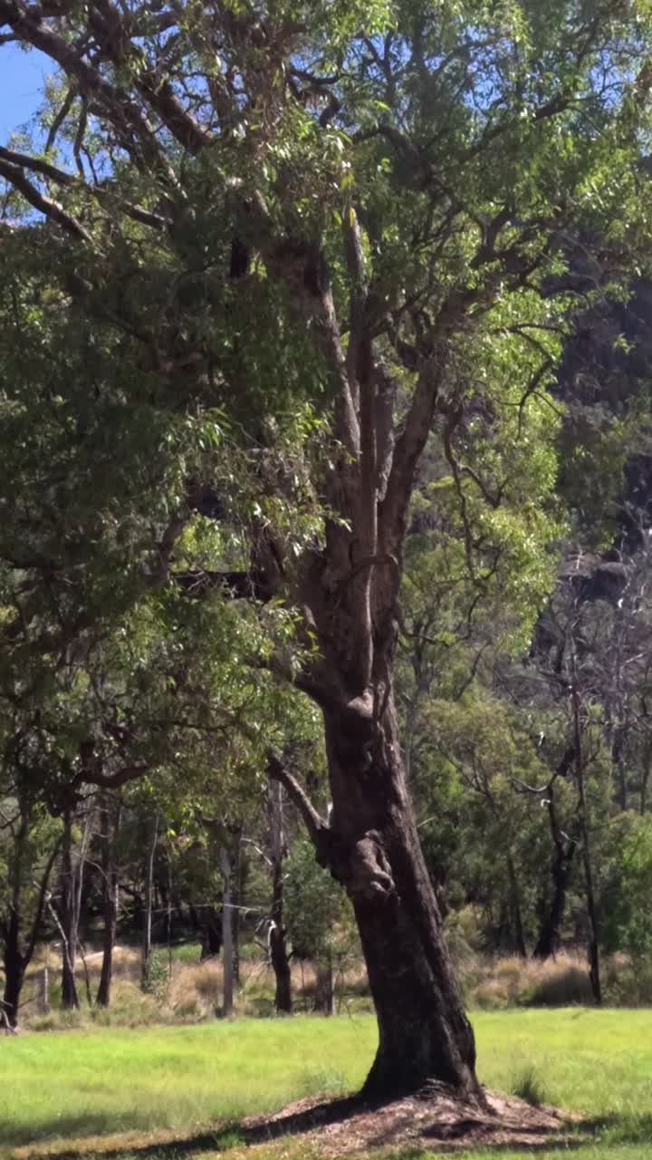 lentamente a través de un parque sereno y iluminado por el sol con árboles