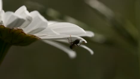 ant on a daisy