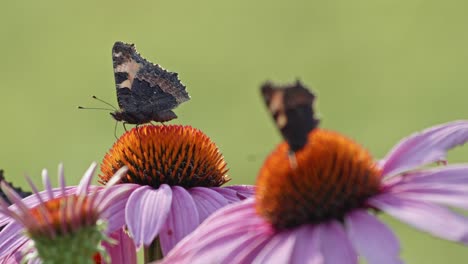 Gruppe-Von-Zwei-Schmetterlingen,-Die-Nektar-Aus-Orangefarbenem-Sonnenhut-Essen---Statische-Makroaufnahme