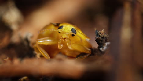 Orange ladybird struggles to climb onto leaf in undergrowth