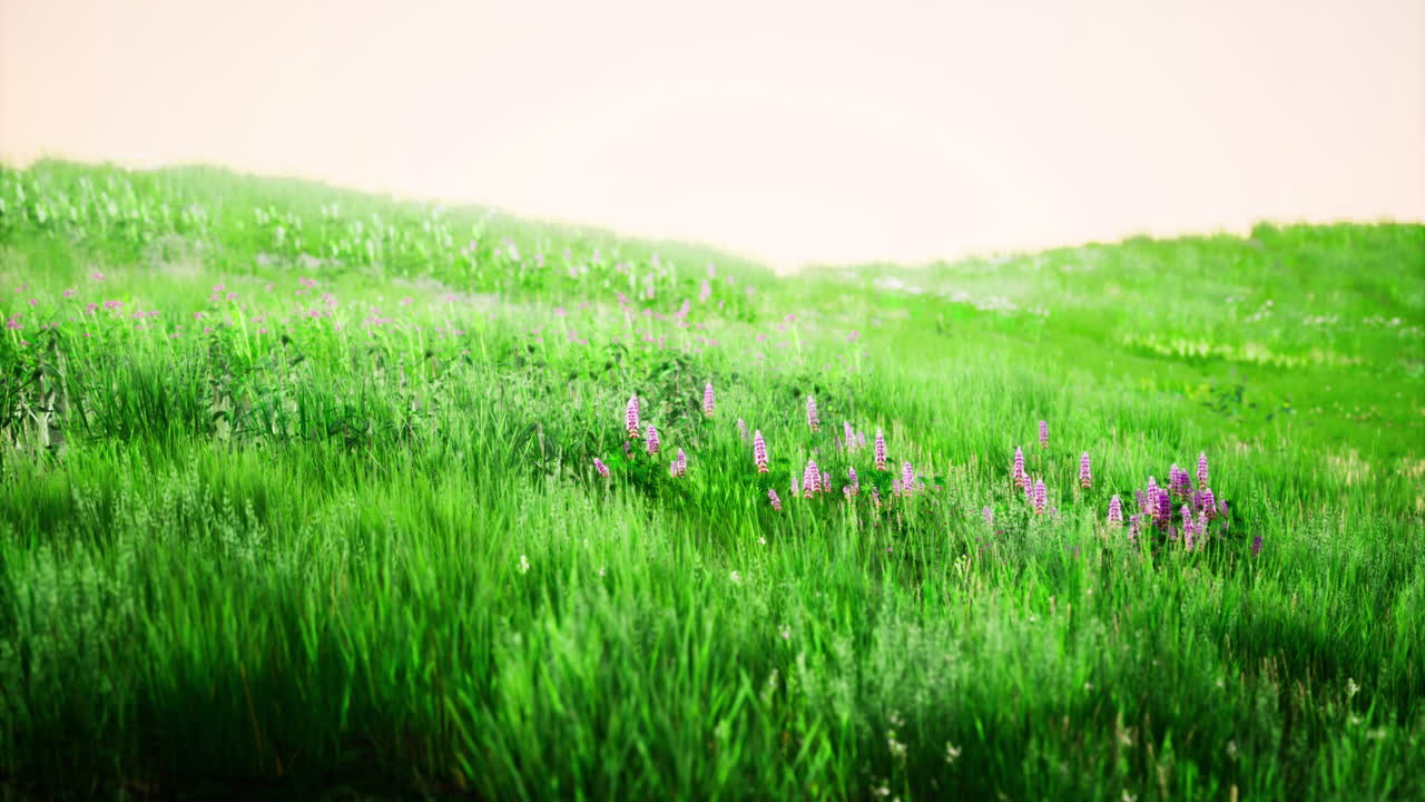 Vibrant wildflower meadow with lush green grass blooming in springtime