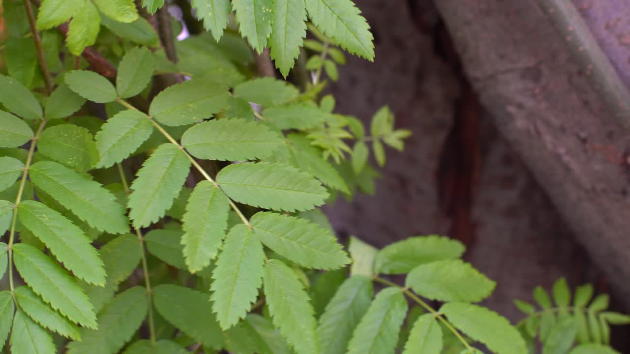primer plano del tronco y las hojas del árbol