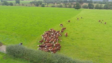 drone footage of a herd of brown cows waiting for an electric fence to be connected so they can be moved from one field to another at a farm in lancashire, uk