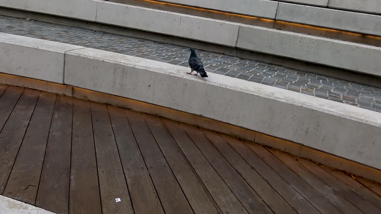 캠퍼스를 돌아다니며 날아다니는 비둘기