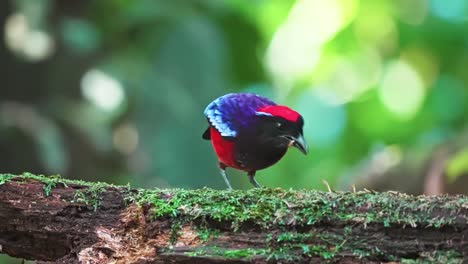 feeding garnet pitta bird in the tropical rainforest of taman negara national park in malaysia. selective focus shot