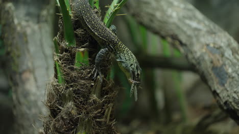 baby komodo dragon hatchling catching and eating live cricket prey amongst foliage shallow depth of field