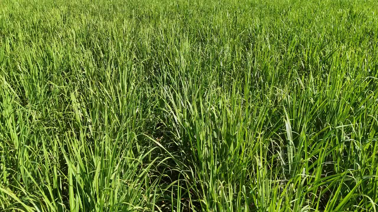Aerial view of vibrant sugarcane fields under bright sunlight, showcasing dense green foliage and natural patterns