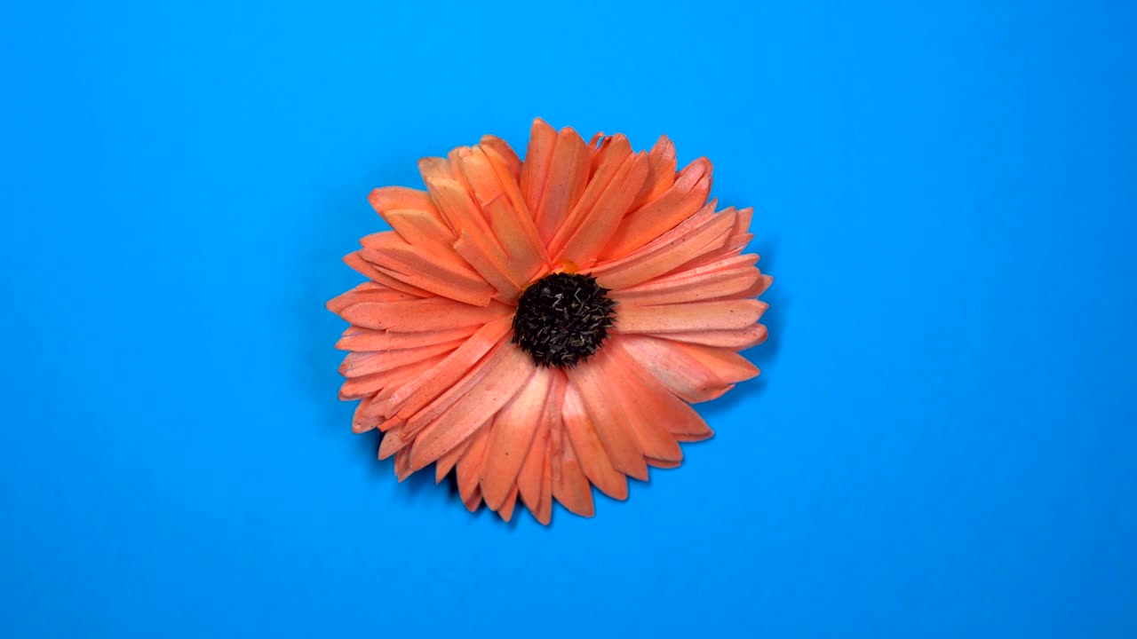 hermosa flor de margarita roja girando rápidamente sobre un fondo azul giratorio.