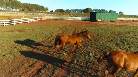 dos caballos árabes en su centro de cría