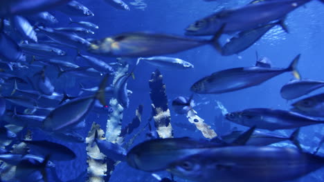 school of fish in aquarium