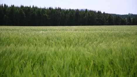 Grünes-Weizenfeld,-Das-Sich-Im-Wind-Bewegt