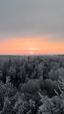 Flying above treetops in a frozen winter forest. Hoar and rime on trees in sunset. Vertical drone view of vibrant winter sunset over a snow covered forest in apocalyptic scenery over the countryside.