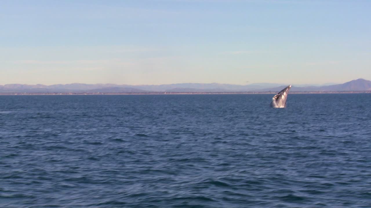 고래가 산타바바라 캘리포니아 해안을 침범하고 큰 물보라를 일으킨다.