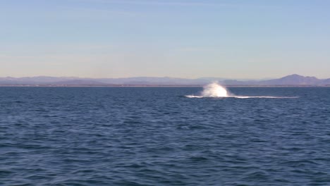 Una-Ballena-Rompe-Y-Hace-Un-Gran-Chapoteo-En-La-Costa-De-Santa-Bárbara,-California.