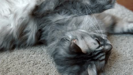 un gato gris y esponjoso descansando en la alfombra