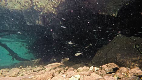 fish slowly swimming in very clear, transparent, shallow water