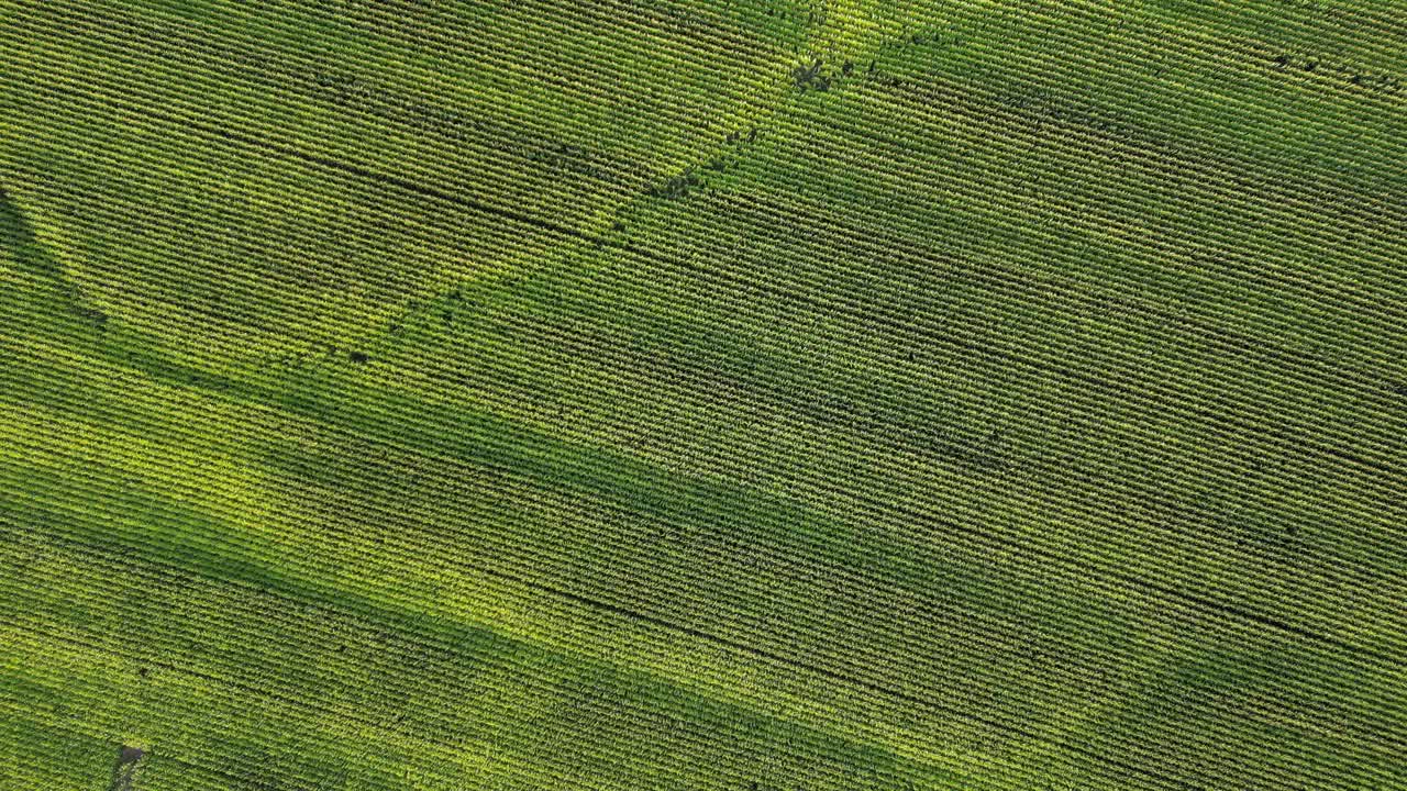 vista aérea de ojo de pájaro de arriba hacia abajo campo de maíz en tierras de cultivo