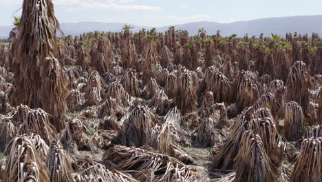 fotografia del drone di una fattoria di palme secche