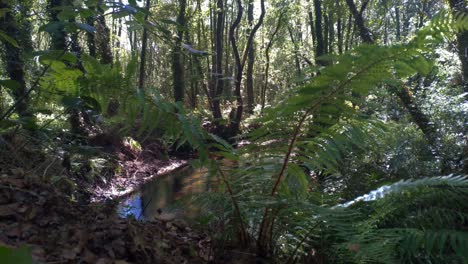 río que corre en medio del