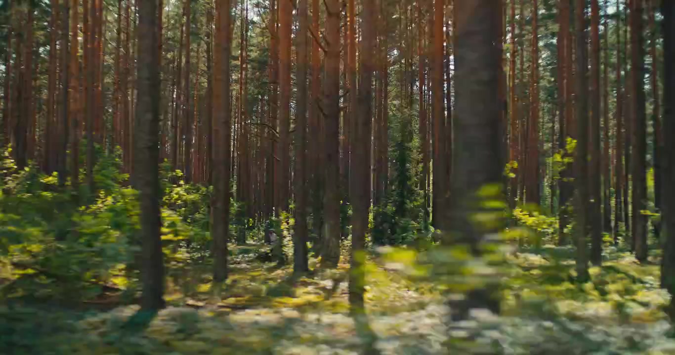 Ripresa in movimento attraverso una pineta illuminata dal sole con un sottobosco lussureggiante. La calda luce naturale che filtra tra gli alberi alti crea un'atmosfera forestale pacifica
