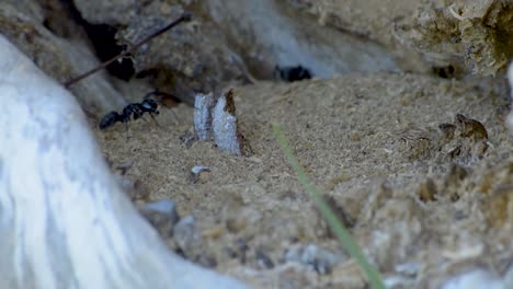 Several-huge-black-ants-working-hard-on-their-nest-in-an-old-tree-stem-digging-and-carrying-out-pieces-of-wood