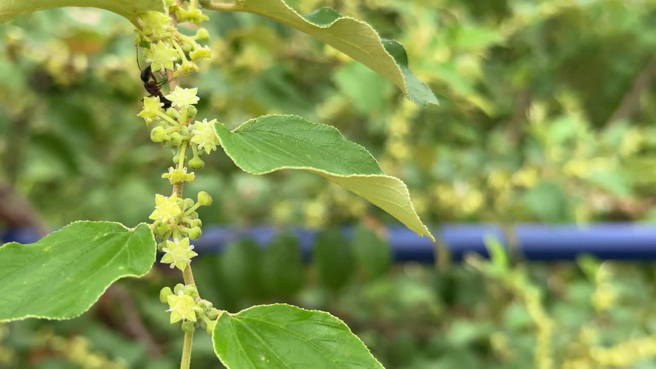 An Ant Eating sweet nectar from Flower