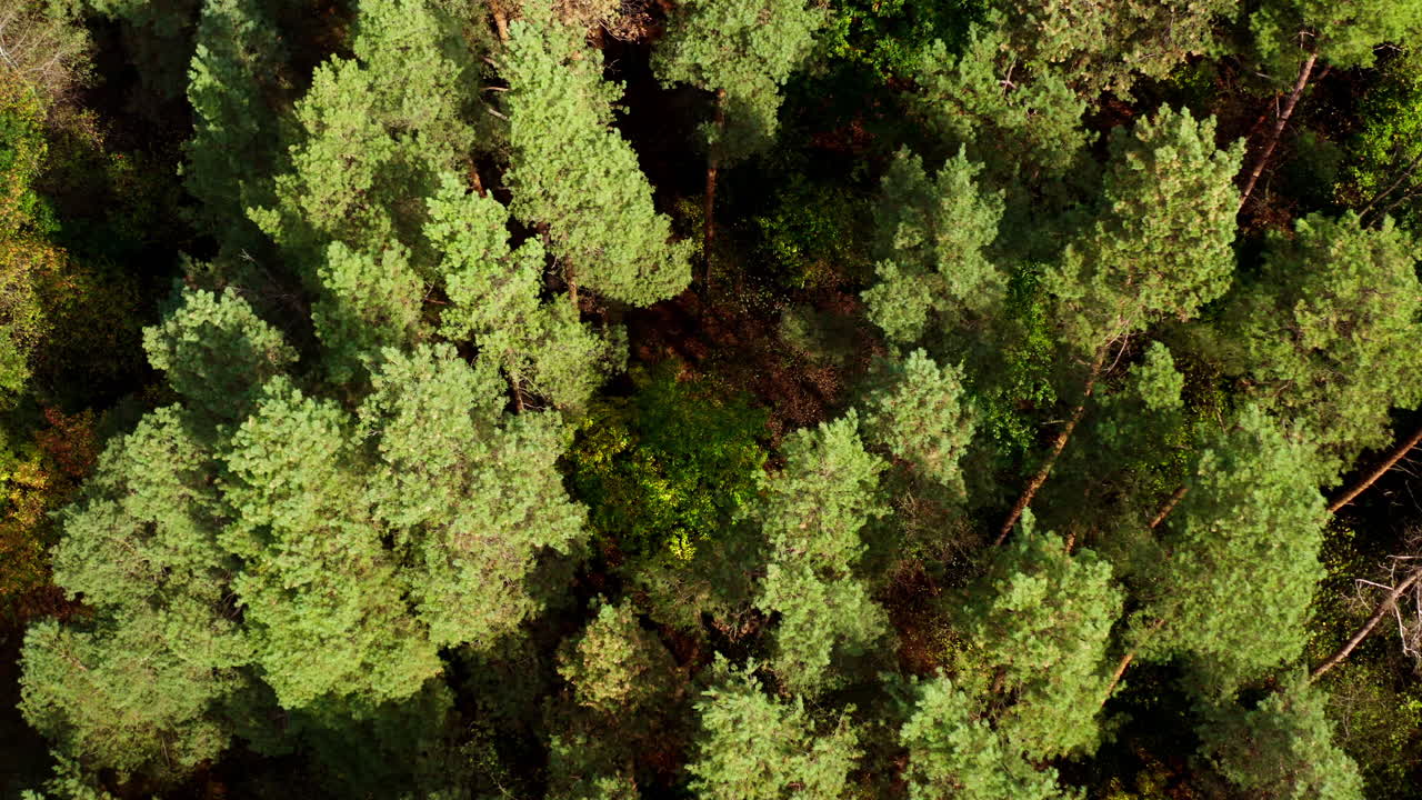 Forest. Tops of green pine trees swaying in wind. Flying slowly over the tall trees in wood. Top view.