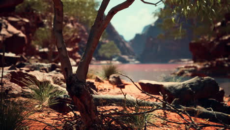 trees near colorado river in grand canyon