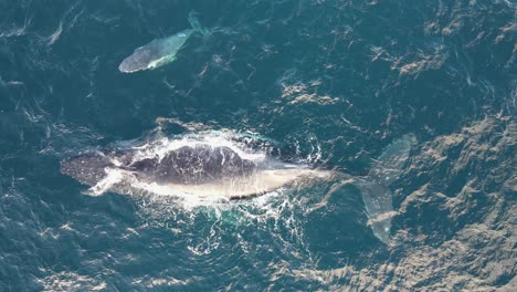 una cría de ballena recién nacida deja salir un chorro de agua de su agujero de soplo después de salir a la superficie junto a su madre