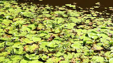 leaves floating gently on a calm pond surface