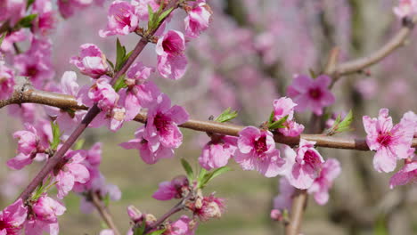 spring wind rustles pink sakura blossoms under a bright sky
