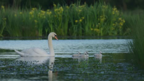 familia de cisnes en el estanque