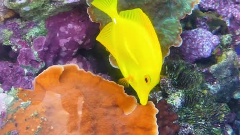 tang amarillo recogiendo algunos corales en el acuario del pacífico en long beach, california