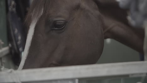 closeup of a brown horse head going up to its ears in slowmotion log