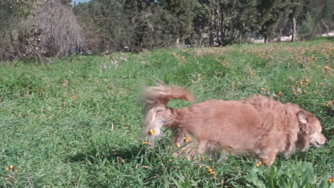 medium size breed dog takes a walk in fields at parnitha mountain,athens, greece. kokoni greek dog. medium shot, low view.