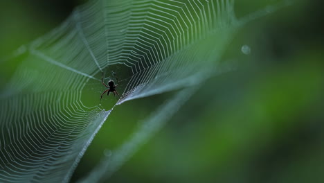 spider on a spiderweb with green background