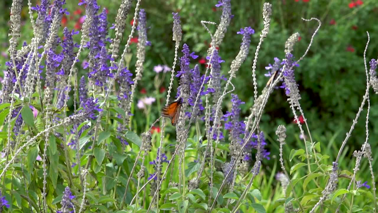 A monarch butterfly flies away.