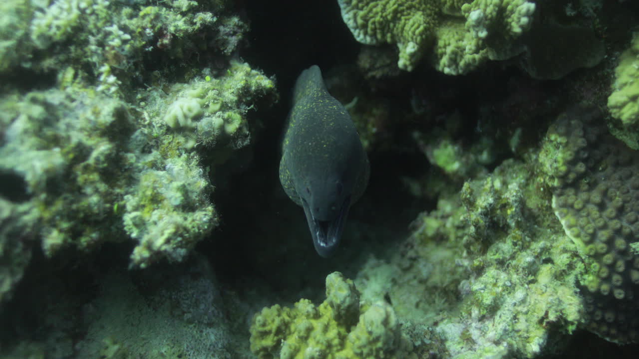 morena gigante eelor muraenidae junto al arrecife de coral del mar rojo de egipto
