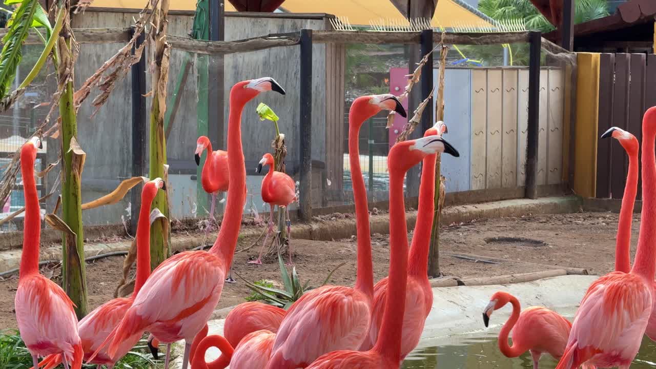 Roseate Spoonbill bird up close South America native white pink color long neck