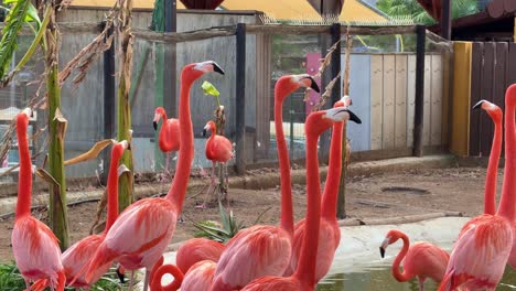 Espátula-Rosada-Pájaro-De-Cerca-América-Del-Sur-Nativo-Blanco-Color-Rosa-Cuello-Largo