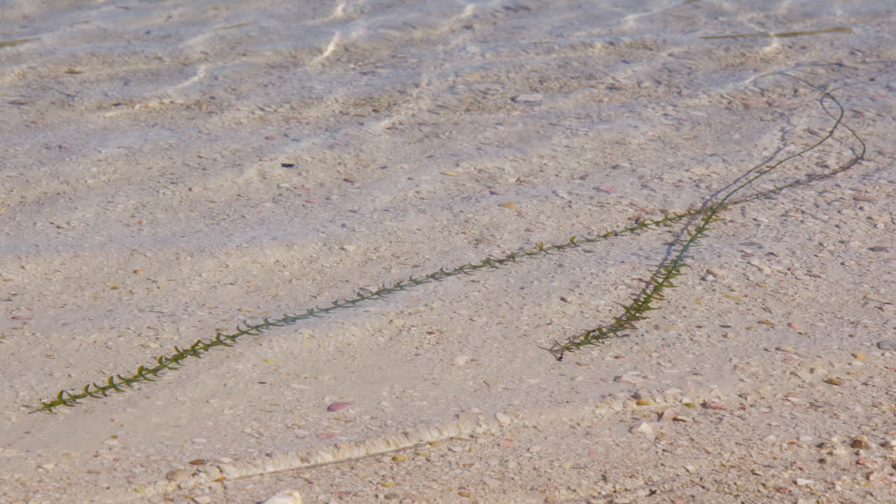 Waterthyme (Hydrilla verticillata) on Clear Lake Waters On A Sunny Day. Close-up Shot