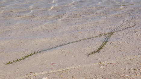 Waterthyme (Hydrilla verticillata) on Clear Lake Waters On A Sunny Day. Close-up Shot
