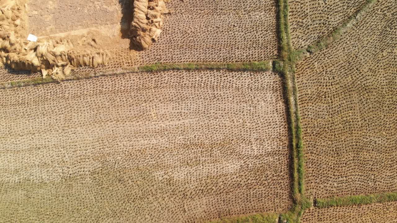 Dried Rice Paddy Field