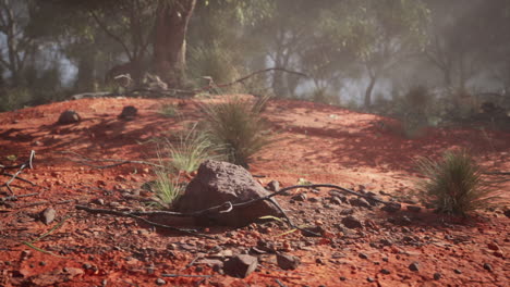 red dirt landscape with trees in the distance