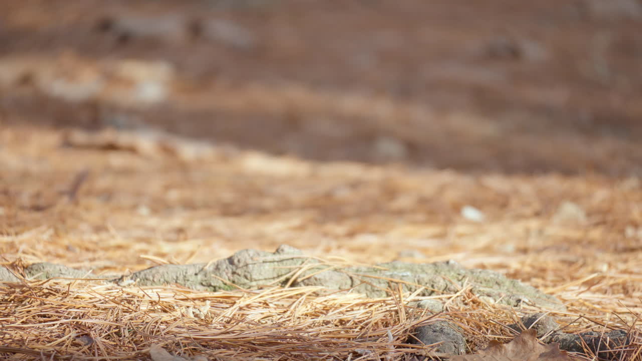 가을 숲에서 뒷다리에 서 있는 유라시아 붉은 다람쥐의 초상화 - 클로즈업