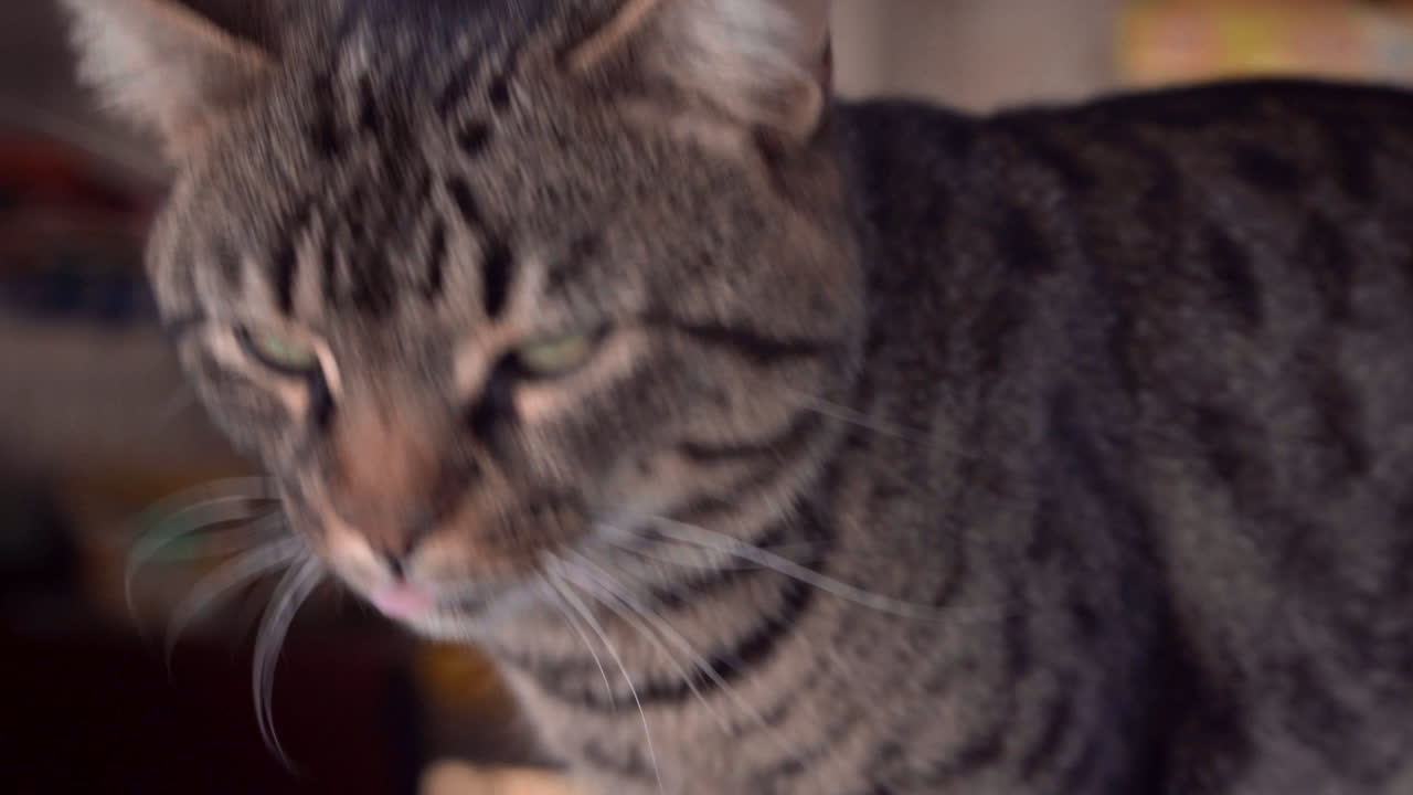 Gato sentado en el mostrador de una tienda y maullando.